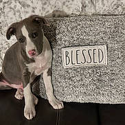 Bubba is registered to the contest to win money with this photo: puppy, dog, pet, pillow, cushion, blanket, fuzzy_texture, fur, nose, paws, eyes, head_tilt, couch, home_interior, gray_and_white, adorable, sitting, decor_sign, text_patch, cozy