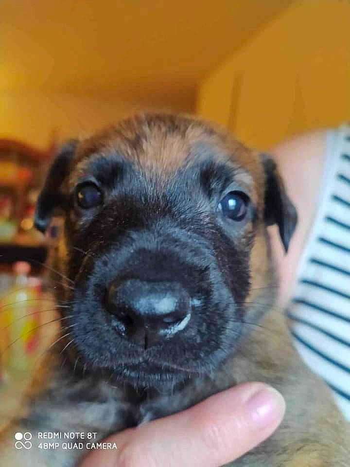 Nala a rejoint le concours — aidez-le/la à gagner de superbes lots ! borador, canidae, carnivore, companion_dog, dog, dog_breed, ear, fawn, fur, snout, sporting_group, whiskers, working_animal