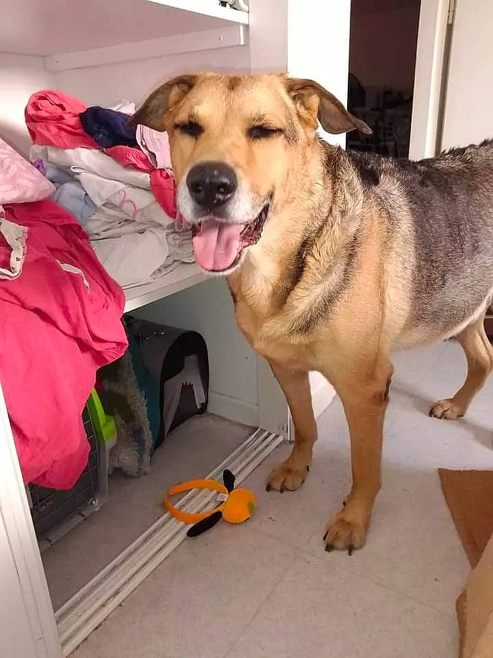 Black a rejoint le concours — aidez-le/la à gagner de superbes lots ! ancient_dog_breeds, canidae, carnivore, collar, comfort, companion_dog, dog, dog_breed, dog_collar, dog_supply, fawn, flooring, fur, leash, paw, pet_supply, sporting_group, tail, working_animal, working_dog