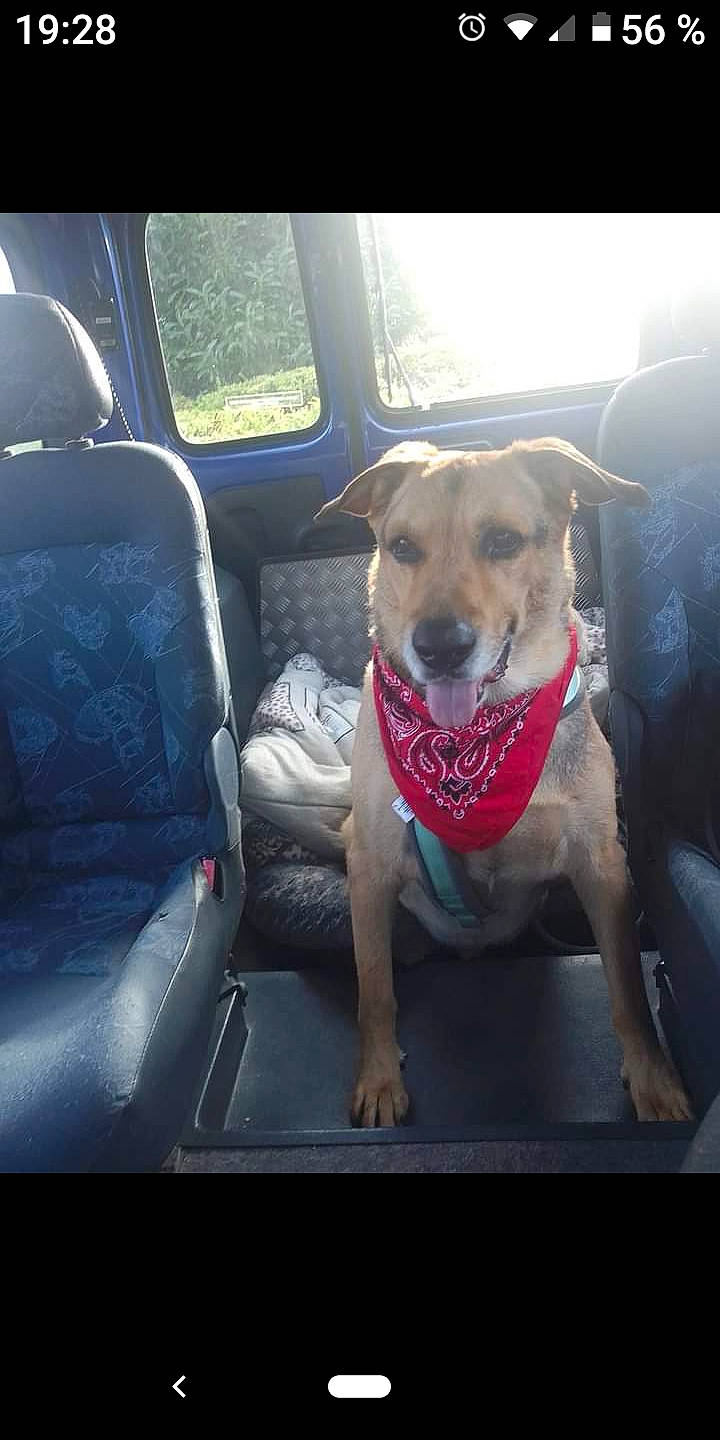 Black participe au concours pour gagner de l'argent avec cette photo : auto_part, automotive_exterior, car, car_seat, car_seat_cover, carnivore, cloud, collar, companion_dog, dog, dog_breed, dog_collar, fawn, glass, motor_vehicle, snout, tints_and_shades, vehicle, vehicle_door, windshield