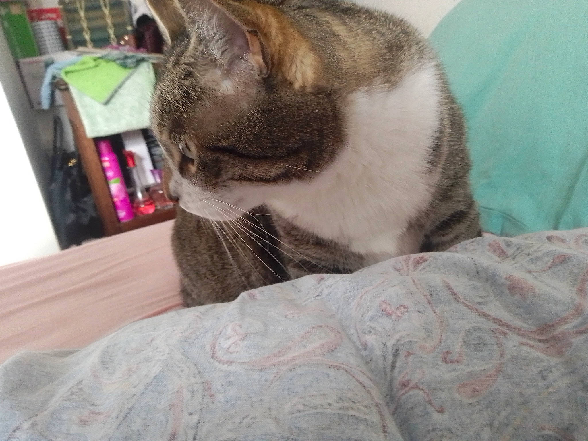 Hatchi a rejoint le concours — aidez-le/la à gagner de superbes lots ! carnivore, cat, cat_supply, comfort, domestic_short_haired_cat, felidae, fur, grey, hardwood, linens, paw, pet_supply, small_to_medium_sized_cats, tree, whiskers, wood