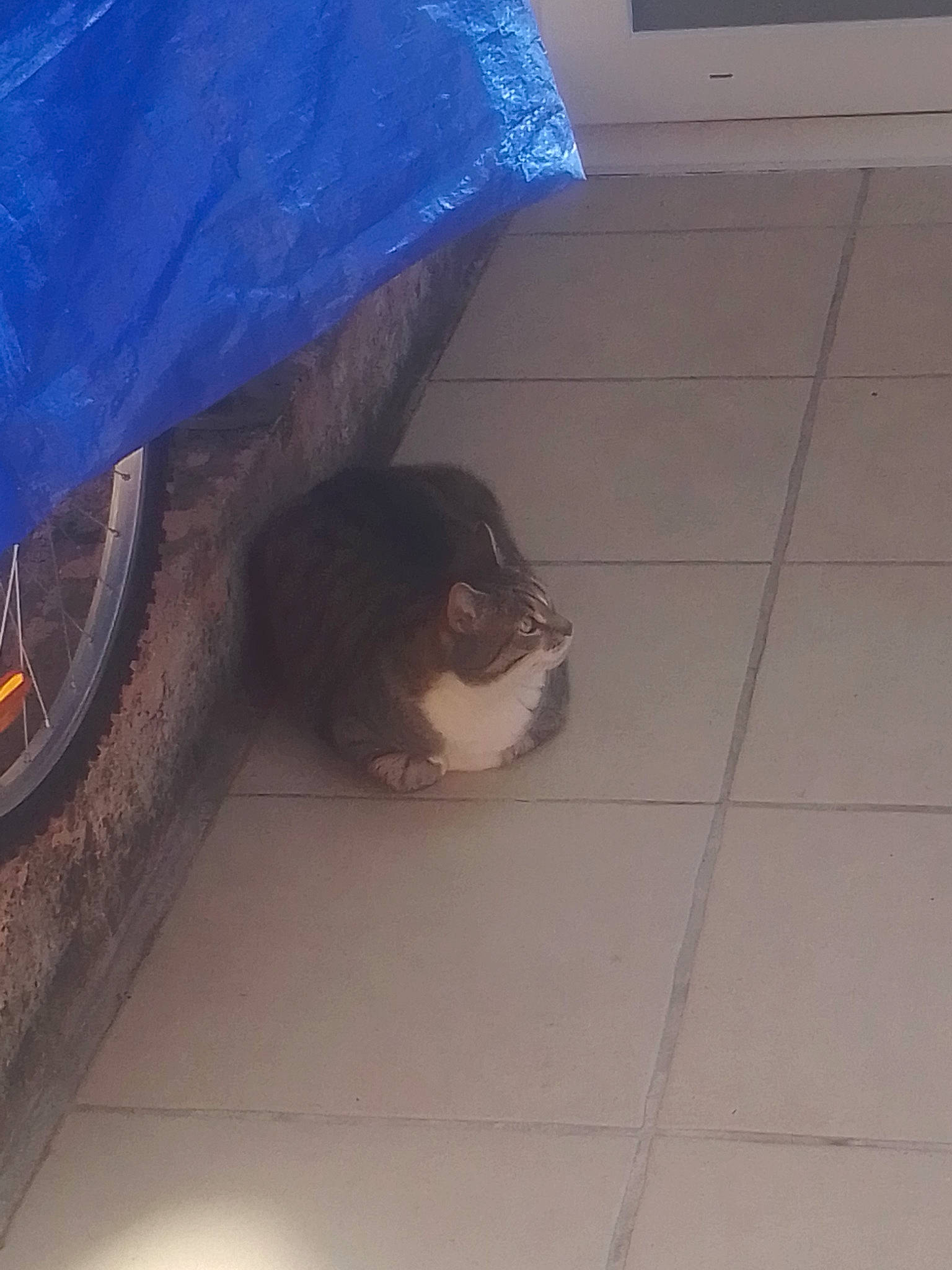 Hatchi participe au concours pour gagner de l'argent avec cette photo : automotive_tire, bicycle_tire, bicycle_wheel, blue, carnivore, companion_dog, dog_breed, felidae, floor, flooring, human_leg, road_surface, small_to_medium_sized_cats, snout, tail, tints_and_shades, tire, umbrella, wheel, whiskers