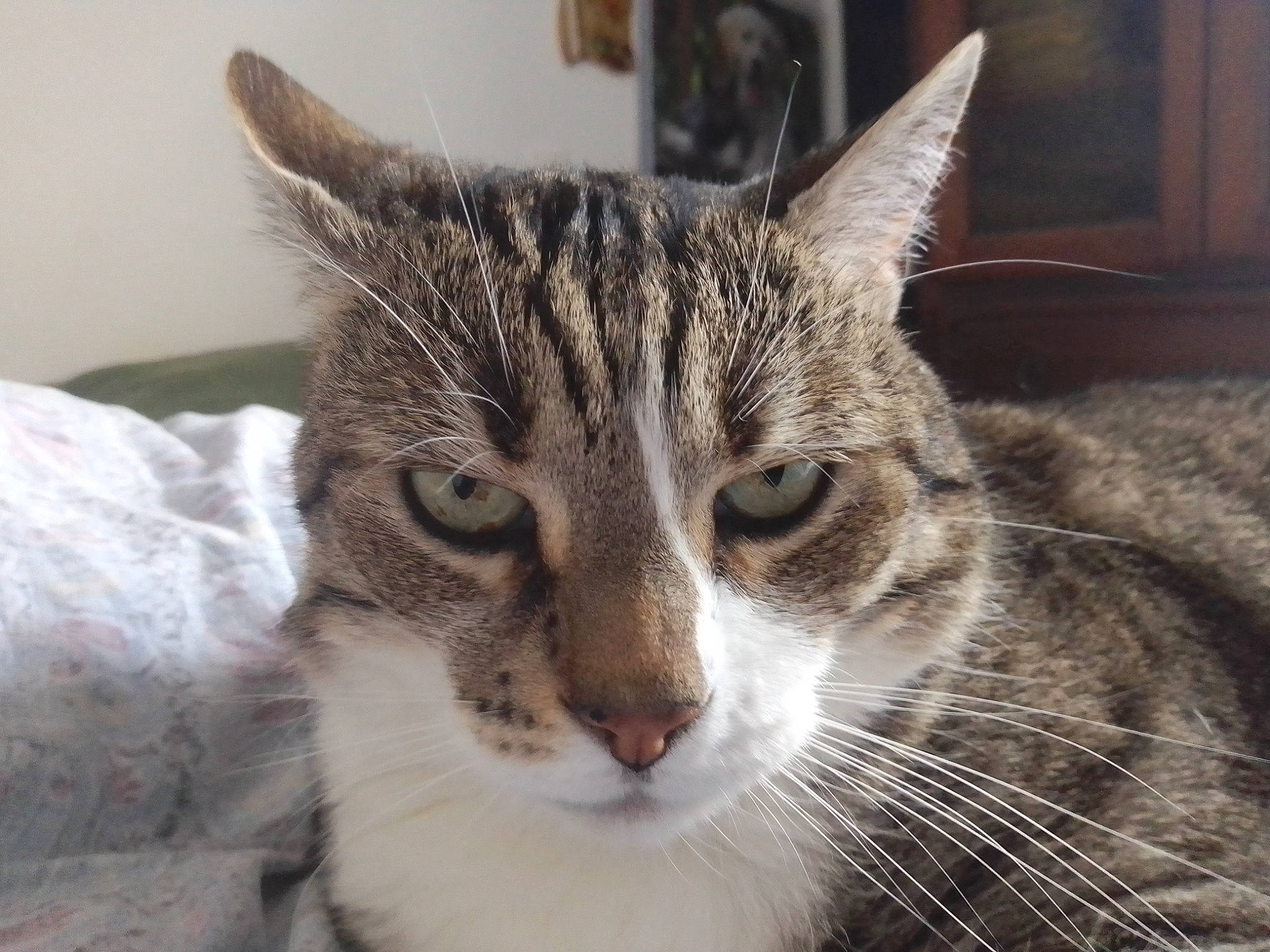 Hatchi participe au concours pour gagner de l'argent avec cette photo : carnivore, cat, domestic_short_haired_cat, felidae, fur, head, small_to_medium_sized_cats, snout, terrestrial_animal, tree, whiskers, window