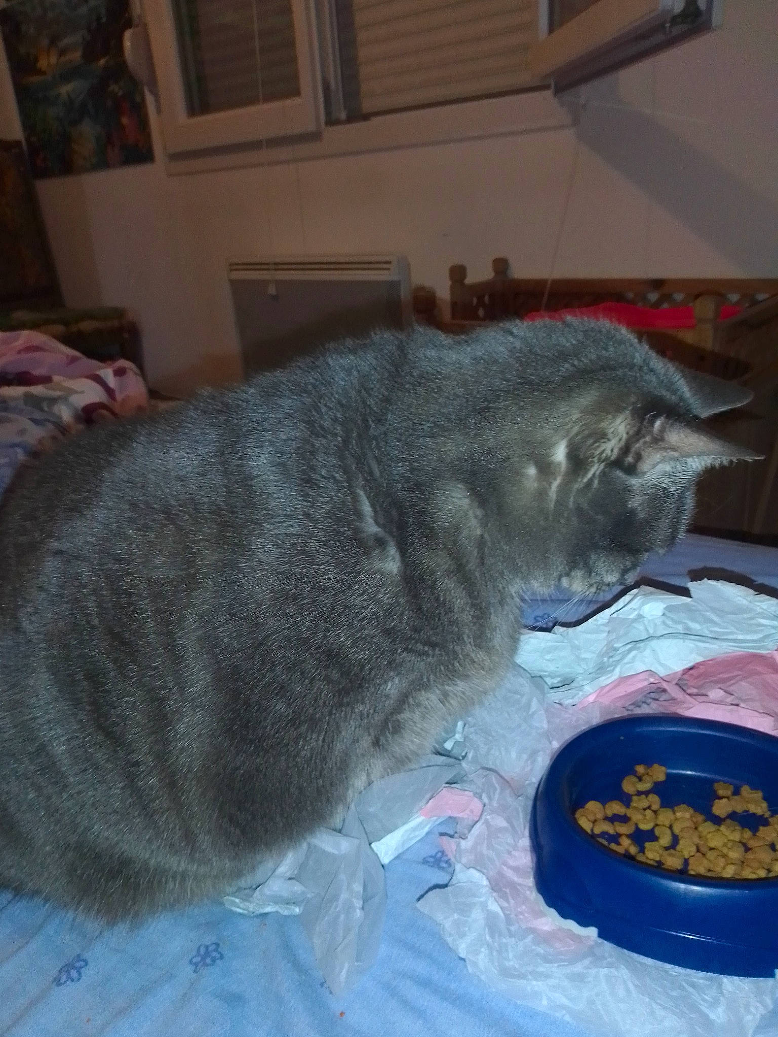 Grisette a rejoint le concours — aidez-le/la à gagner de superbes lots ! black_cat, carnivore, cat, cat_food, cat_supply, claw, comfort, domestic_short_haired_cat, felidae, food, fur, grey, paw, pet_food, picture_frame, russian_blue, small_animal_food, small_to_medium_sized_cats, tail, whiskers