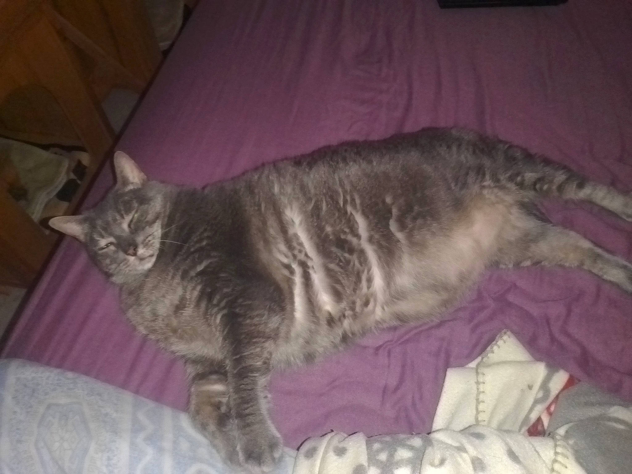 Grisette participe au concours pour gagner de l'argent avec cette photo : carnivore, cat, claw, comfort, couch, domestic_short_haired_cat, felidae, fur, grey, nap, paw, sleep, small_to_medium_sized_cats, snout, tail, terrestrial_animal, whiskers