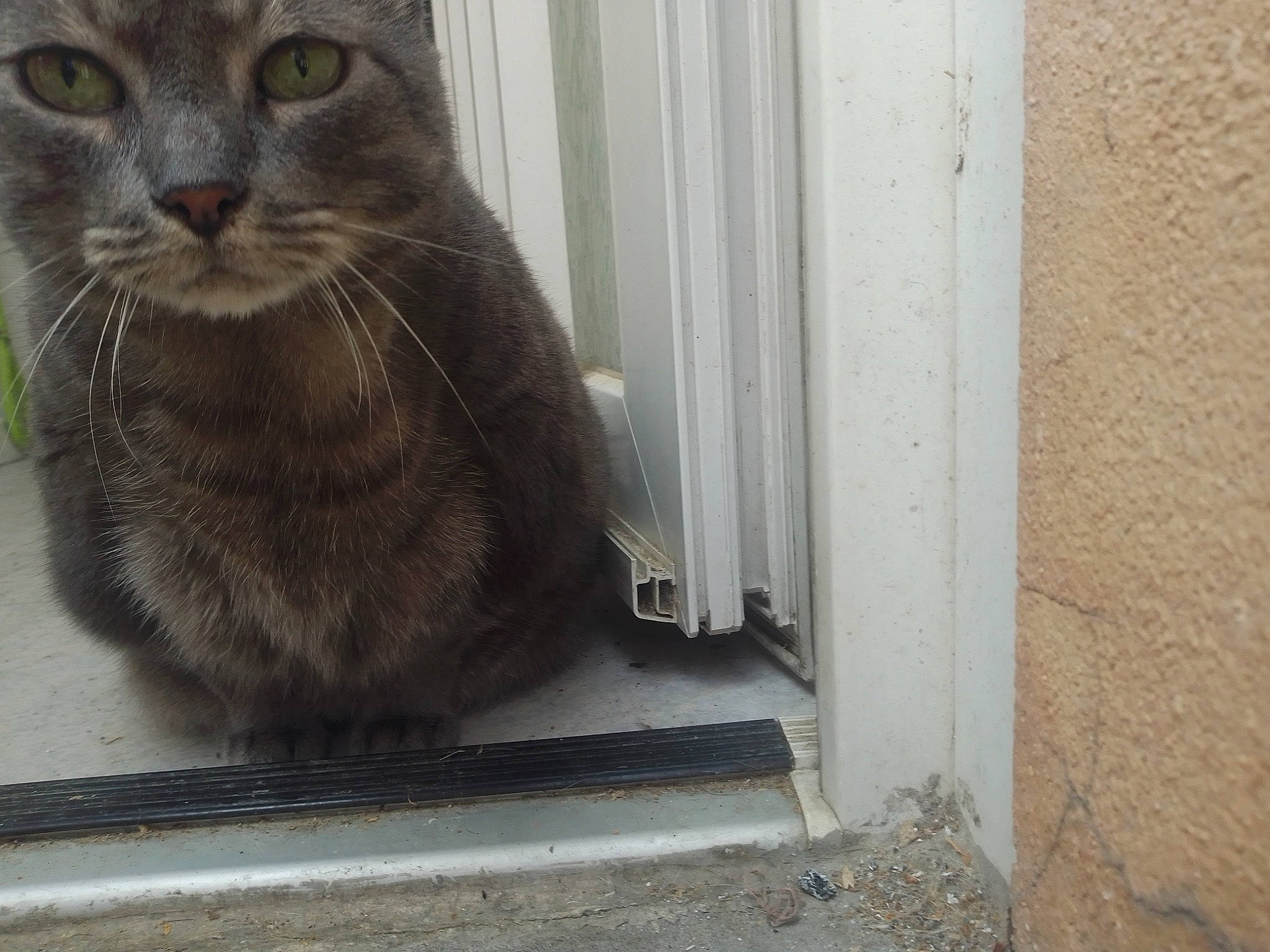 Grisette a rejoint le concours — aidez-le/la à gagner de superbes lots ! carnivore, cat, concrete, domestic_short_haired_cat, felidae, flooring, fur, grey, paw, sitting, small_to_medium_sized_cats, snout, tail, terrestrial_animal, whiskers, window, wood