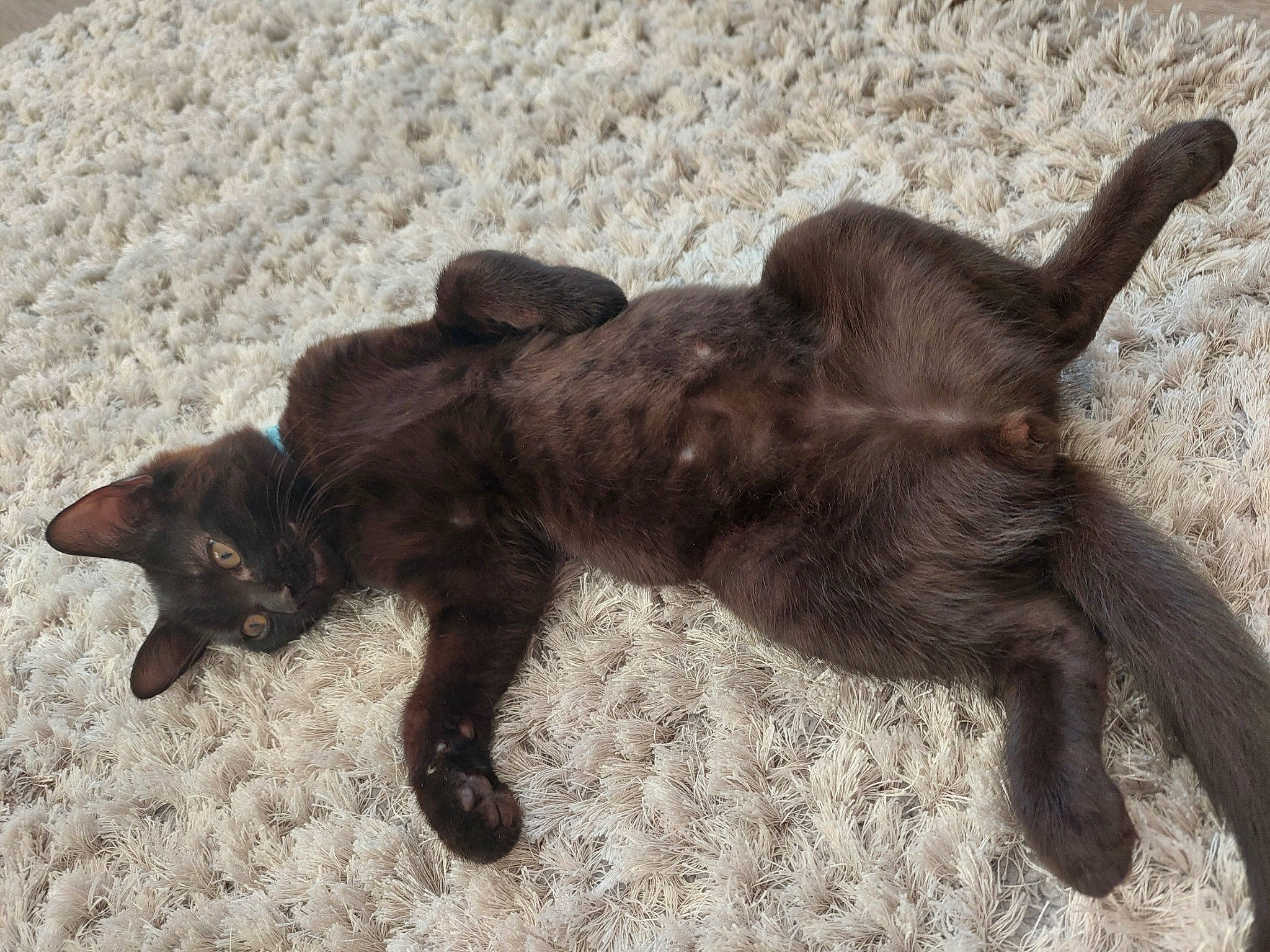 Eric is registered to the contest to win money with this photo: black_cat, bombay, brown, carnivore, cat, claw, dog_breed, domestic_short_haired_cat, felidae, fur, liver, mammal, paw, small_to_medium_sized_cats, sporting_group, tail, terrestrial_animal, vertebrate, whiskers