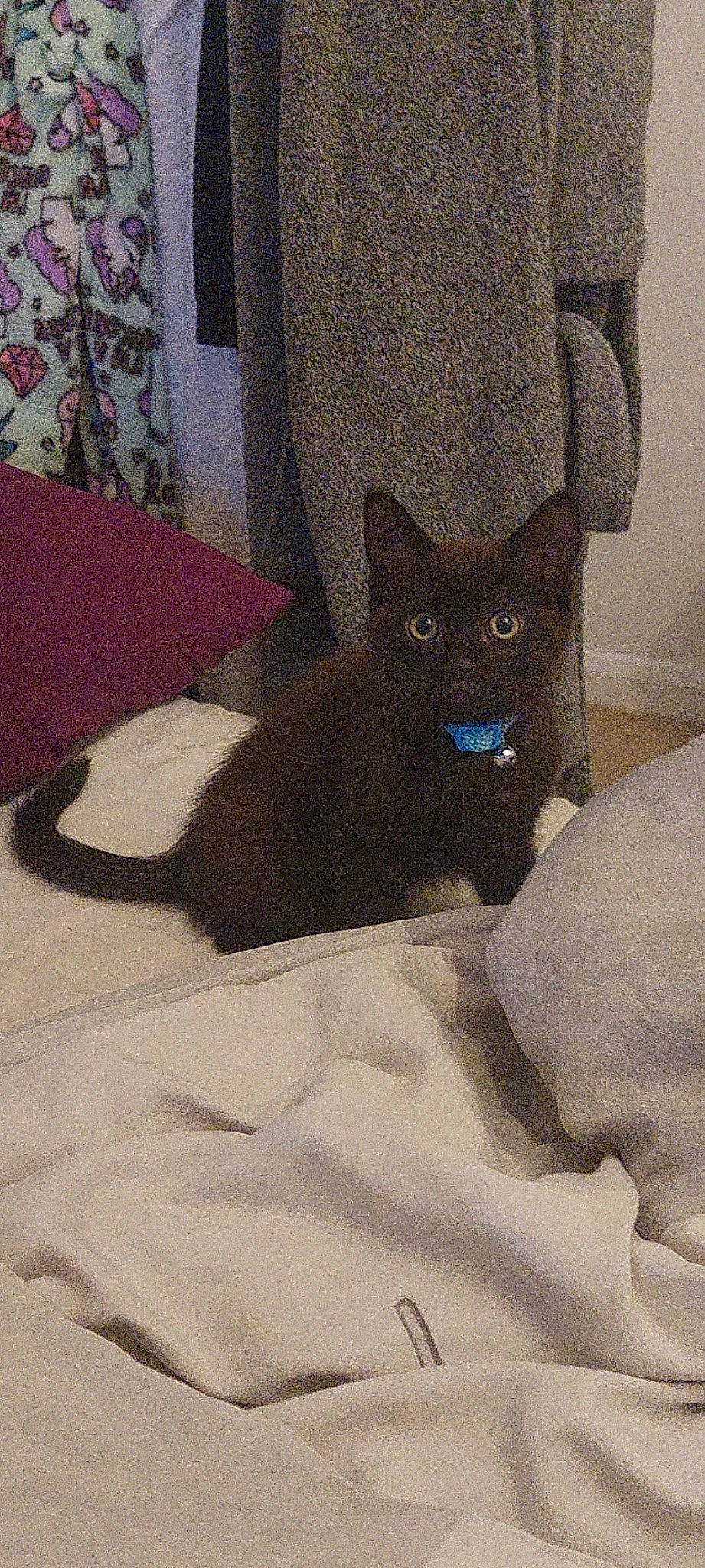 Eric joined the competition — help win amazing prizes! black_cat, carnivore, cat, cat_supply, chair, comfort, domestic_short_haired_cat, fawn, felidae, floor, flooring, grey, human_body, leg, linens, small_to_medium_sized_cats, snout, tail, whiskers, window