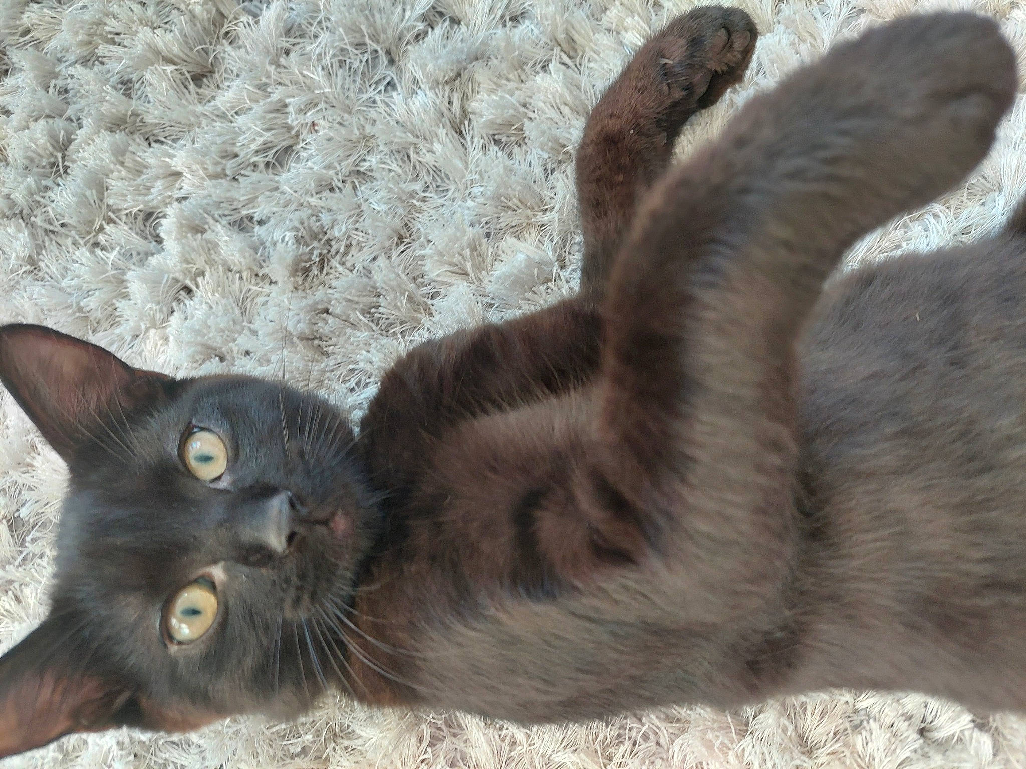 Eric joined the competition — help win amazing prizes! black_cat, bombay, carnivore, cat, claw, comfort, domestic_short_haired_cat, felidae, fur, grey, havana_brown, paw, plant, small_to_medium_sized_cats, snout, tail, terrestrial_animal, whiskers, wildlife, window