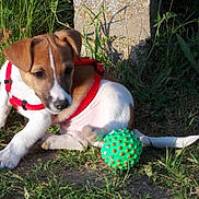Papaye a rejoint le concours — aidez-le/la à gagner de superbes lots ! animal, ball, brown_and_white, curious, cute, dog, grass, nature, outdoor, pet, playful, puppy, red_harness, sitting, small_dog, summer, sunlight, toy, white_paws, young_dog