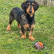 Romeo participe au concours pour gagner de l'argent avec cette photo : alert, animal, canine, cute, dachshund, dog, ears, flower, fur, garden, grass, greenery, nature, outdoor, pet, playful, small_dog, standing, toy, wire_hair