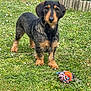 alert, animal, canine, cute, dachshund, dog, ears, flower, fur, garden, grass, greenery, nature, outdoor, pet, playful, small_dog, standing, toy, wire_hair