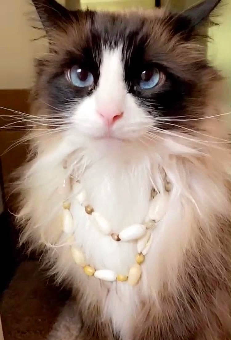 Blizzard joined the competition — help win amazing prizes! british_longhair, carnivore, cat, claw, felidae, fur, iris, paw, sitting, small_to_medium_sized_cats, snout, tail, terrestrial_animal, whiskers