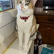 Ponchie a rejoint le concours — aidez-le/la à gagner de superbes lots ! cat, calico_cat, pet, animal, sitting, windowsill, indoors, kitchen, collar, red_collar, bell, green_eyes, whiskers, ears, fur, white_fur, tabby markings, portrait, window, household