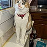cat, calico_cat, pet, animal, sitting, windowsill, indoors, kitchen, collar, red_collar, bell, green_eyes, whiskers, ears, fur, white_fur, tabby markings, portrait, window, household