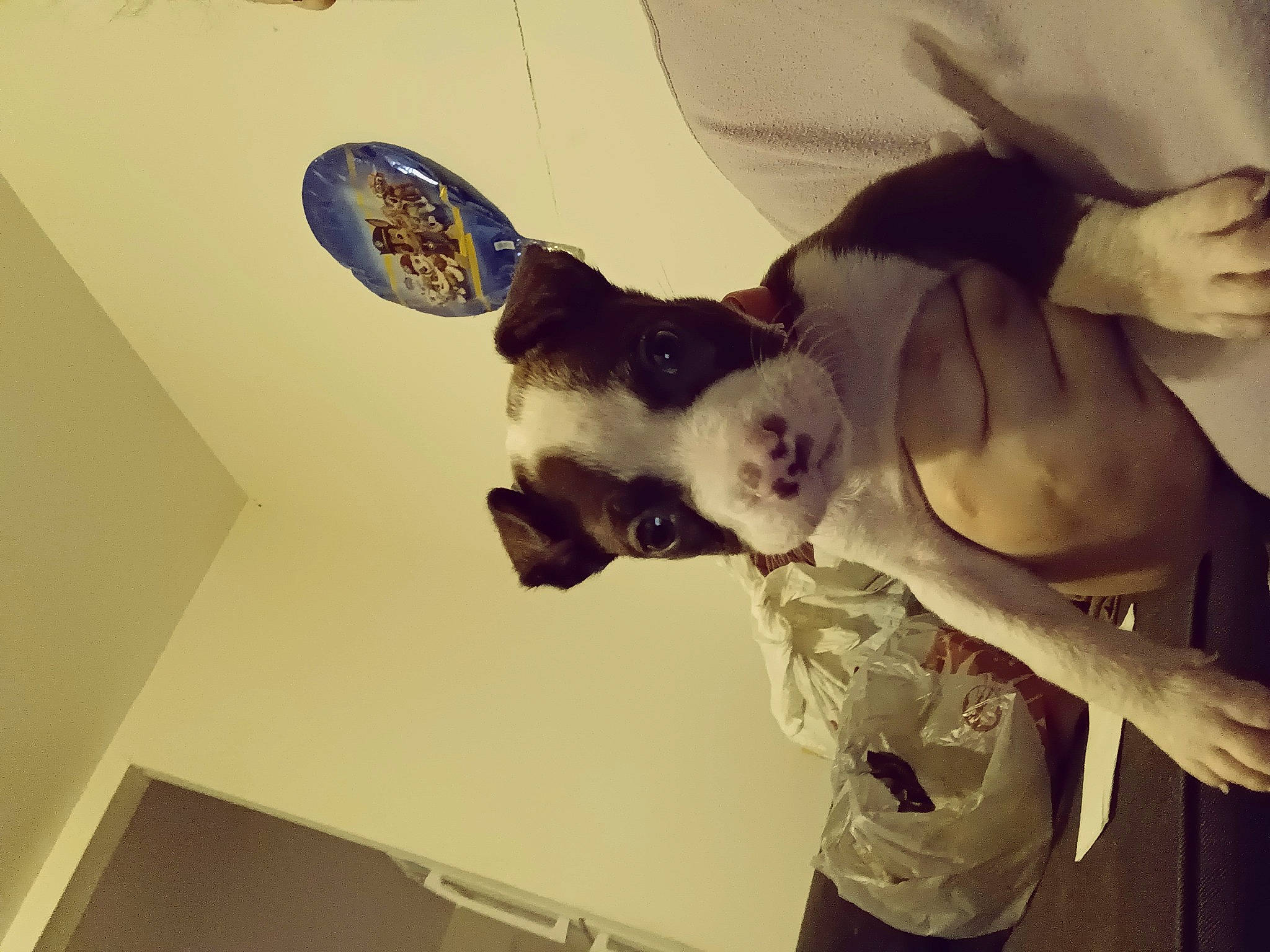 Chacho is registered to the contest to win money with this photo: carnivore, companion_dog, cool, dog, dog_breed, ear, eyewear, fawn, felidae, fun, gesture, happy, headgear, jaw, small_to_medium_sized_cats, sunglasses, tail, vertebrate, vision_care, whiskers