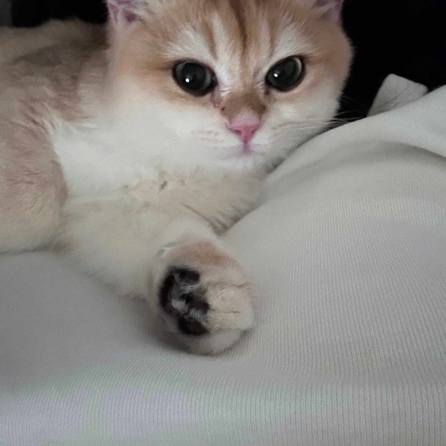 Topi joined the competition — help win amazing prizes! adorable, animal, cat, closeup, cute, domestic_animal, ears, feline, friendly, fur, indoor, kitten, mammal, nose, paw, pet, relaxing, soft, whiskers, young