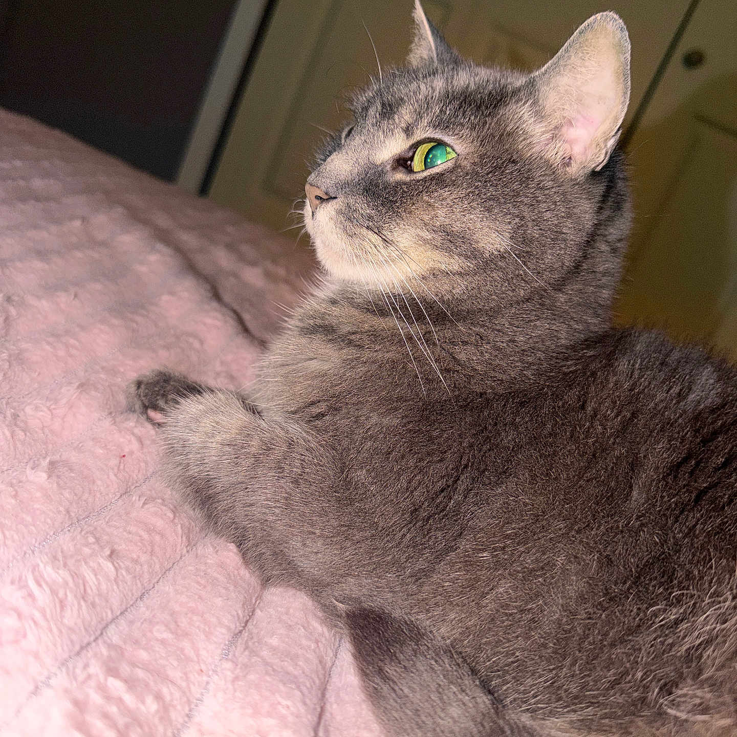 Lulu is registered to the contest to win money with this photo: cat, gray_cat, feline, pet, animal, indoor, bed, blanket, soft_texture, fur, whiskers, green_eyes, profile_view, relaxed, resting, close_up, cozy, cute, domestic_animal, sleepy