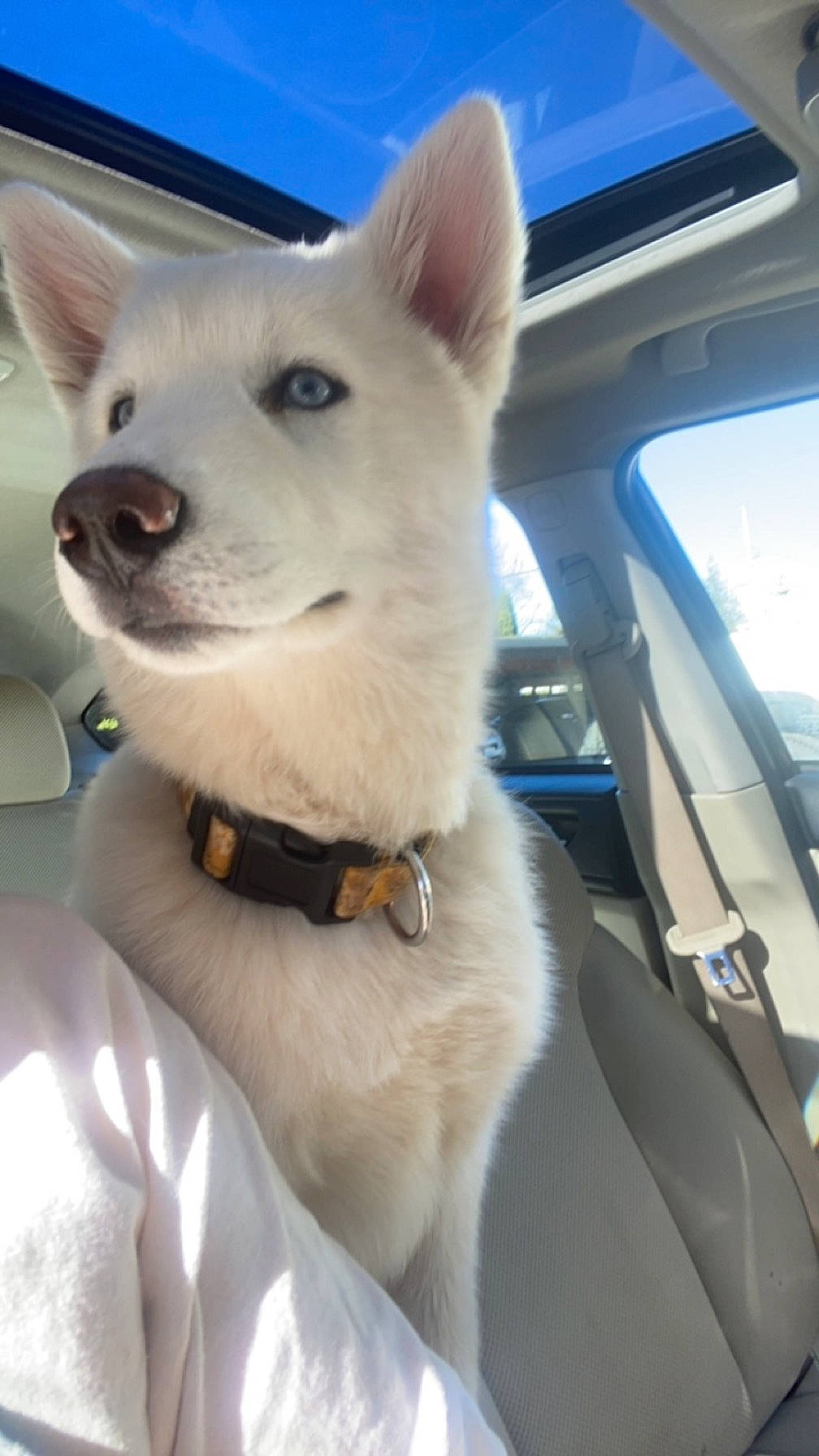 Kaia is registered to the contest to win money with this photo: auto_part, automotive_exterior, automotive_window_part, canidae, car, carnivore, collar, companion_dog, dog, dog_breed, dog_collar, electric_blue, fawn, fur, non_sporting_group, sporting_group, vehicle, windshield, working_animal