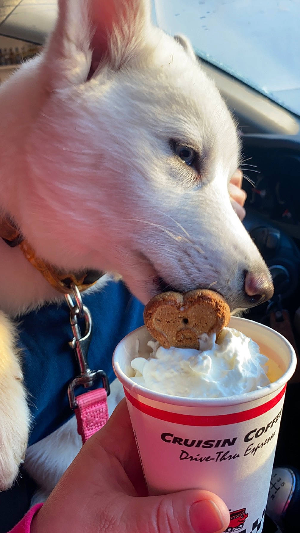 Kaia joined the competition — help win amazing prizes! carnivore, collar, companion_dog, cuisine, dog, dog_breed, dondurma, fast_food, fawn, food, frozen_dessert, gelato, ice_cream, ice_cream_cone, ingredient, jaw, milkshake, snout, sorbetes, soy_ice_cream