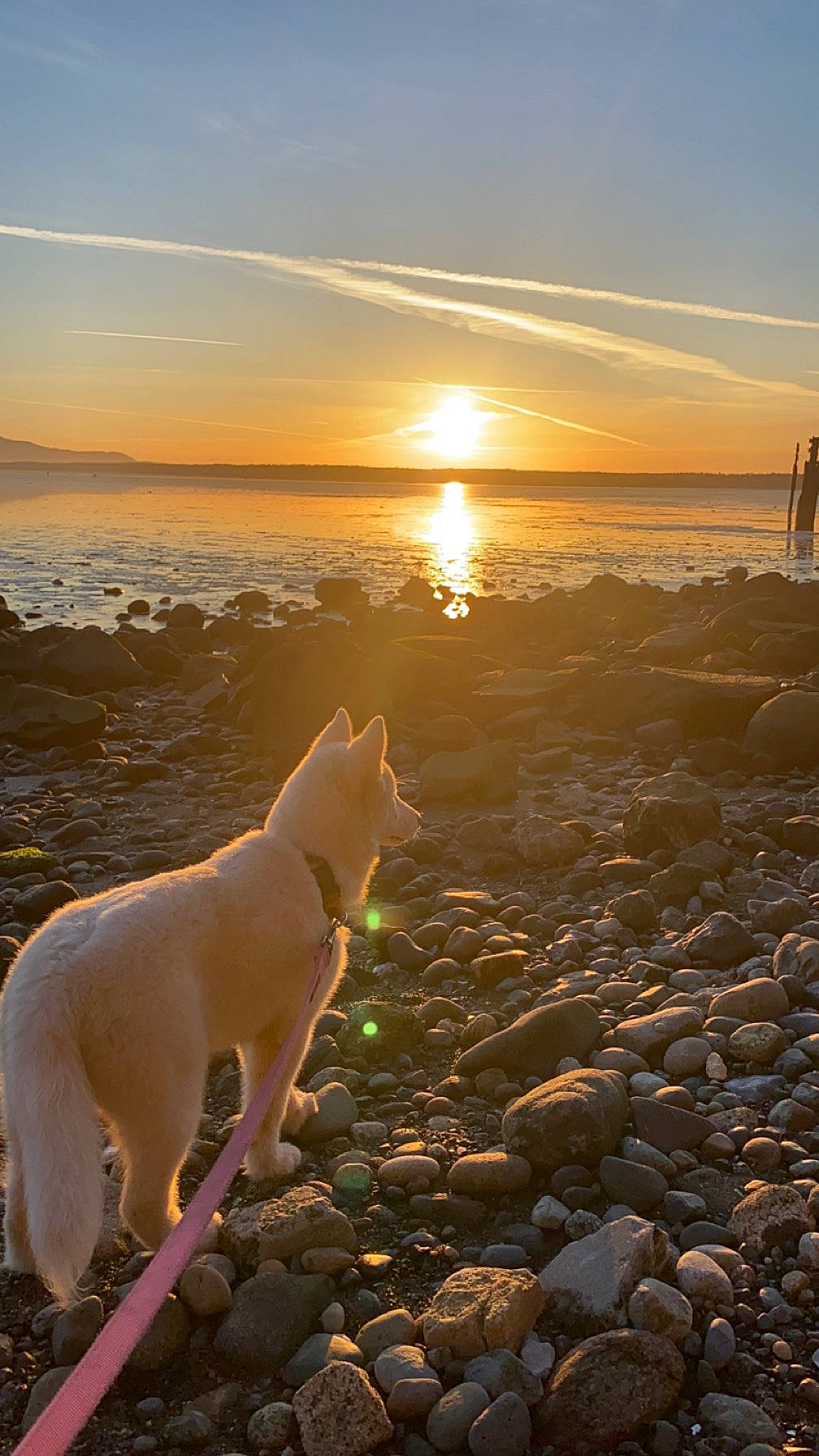 Kaia joined the competition — help win amazing prizes! afterglow, atmospheric_phenomenon, beach, calm, carnivore, cloud, companion_dog, dog, dog_breed, dusk, horizon, landscape, light, shore, sky, sunlight, sunrise, sunset, water, wood