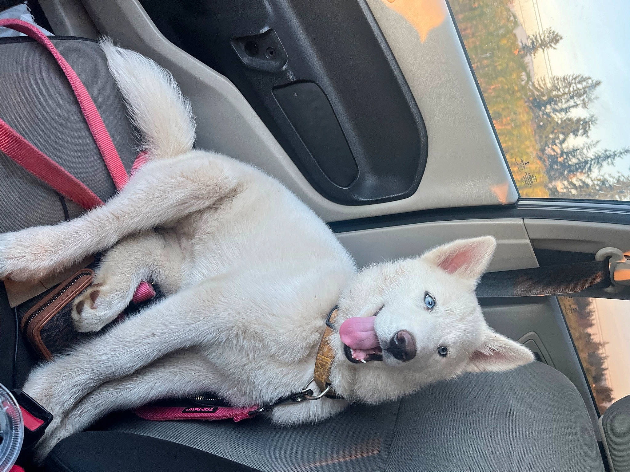 Kaia joined the competition — help win amazing prizes! auto_part, automotive_design, automotive_exterior, automotive_lighting, automotive_mirror, car, car_seat_cover, carnivore, cat, collar, comfort, felidae, hood, motor_vehicle, personal_luxury_car, sky, snout, vehicle, vehicle_door, window