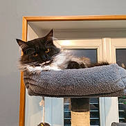 Athena participe au concours pour gagner de l'argent avec cette photo : cat, fluffy, black_and_white, cat_tree, perch, toy, fuzzy_ball, indoor, window, blinds, wooden_frame, relaxed, pet, animal, fur, whiskers, ears, yellow_eyes, cozy, furniture