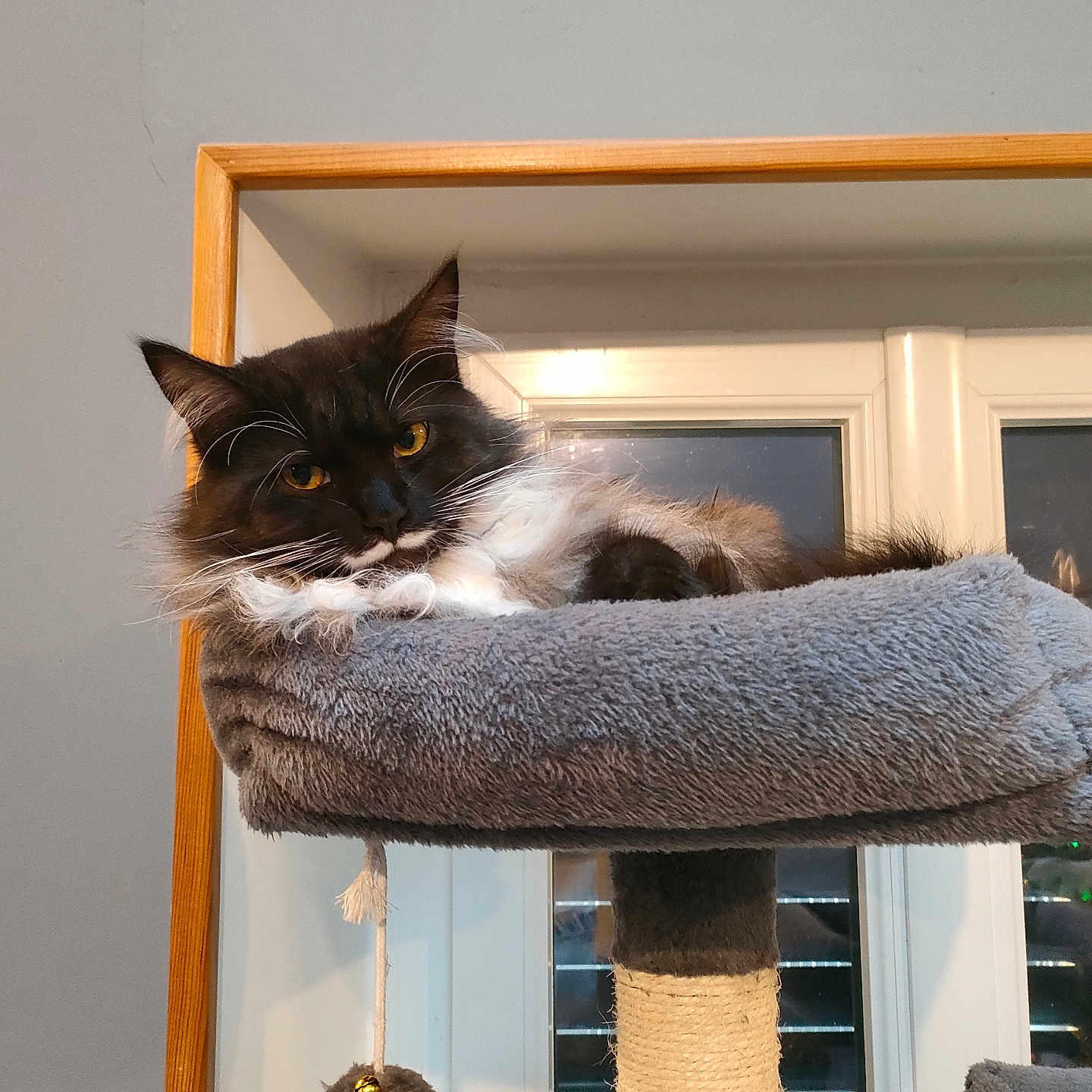 Athena participe au concours pour gagner de l'argent avec cette photo : animal, black_and_white, blinds, cat, cat_tree, cozy, ears, fluffy, fur, furniture, fuzzy_ball, indoor, perch, pet, relaxed, toy, whiskers, window, wooden_frame, yellow_eyes