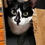 Sylvester joined the competition — help win amazing prizes! cat, black_and_white, cardboard_box, curious, pet, whiskers, closeup, indoor, feline, animal, cute, ears, eyes, playful, household, portrait, paw, fur, mischievous, tabby