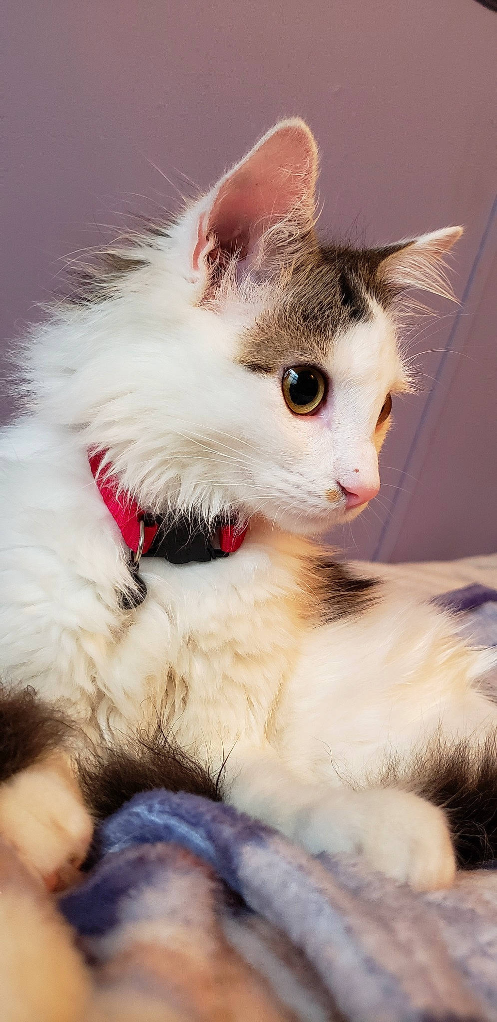 Boogie is registered to the contest to win money with this photo: aegean_cat, carnivore, cat, domestic_long_haired_cat, ear, eye, felidae, fur, kitten, mammal, norwegian_forest_cat, nose, paw, ragamuffin, ragdoll, small_to_medium_sized_cats, turkish_angora, turkish_van, vertebrate, whiskers