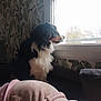 dog, window, indoor, blanket, wallpaper, cozy, furniture, pet, fur, side_view, resting, home, soft, looking_out, black, white, brown, domestic_animal, quiet, relaxation