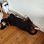 Rocket a rejoint le concours — aidez-le/la à gagner de superbes lots ! puppy, dog, floor, wooden_floor, plush_toy, unicorn_pillow, stuffed_animal, statue, lion_statue, sunglasses, wall, collar, indoor, home, resting, sleeping_dog, black_dog, white_dog, brown_dog, corner