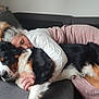 woman, dog, bernese_mountain_dog, couch, hugging, sleeping, indoor, relaxation, gray_couch, white_sweater, pink_pants, pet, companion, cozy, fur, resting, comfort, home, nap, friendship