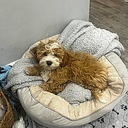 Teddy is registered to the contest to win money with this photo: puppy, dog, bed, blanket, indoor, floor, wood_floor, basket, cozy, relaxed, pet, fur, curly_fur, cute, animal, home, resting, tan, white, small_dog