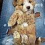 puppy, dog, fluffy, cute, lap, jeans, ripped_jeans, fur, pet, animal, small, brown, white, paws, relaxed, looking_up, indoors, person, clothing, casual