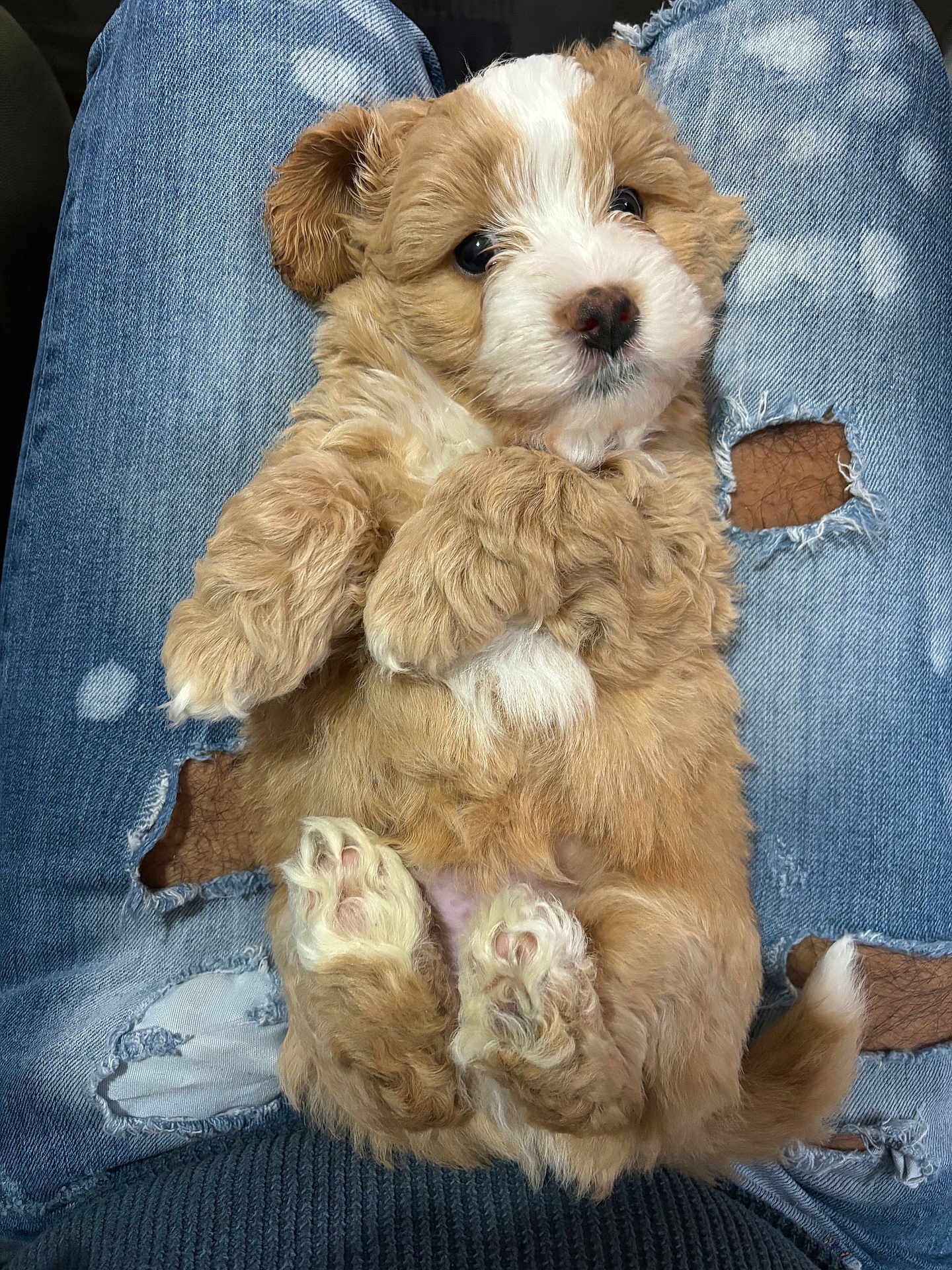 Teddy