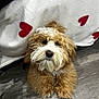 Teddy is registered to the contest to win money with this photo: dog, puppy, fluffy, curly_fur, brown, white, pet, indoor, floor, blanket, hearts, cute, animal, adorable, fur, looking_up, cozy, domestic, companion, relaxed