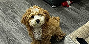 Teddy is registered to the contest to win money with this photo: puppy, dog, indoor, floor, bed, basket, stuffed_toys, toy, curly_fur, brown, white, pet, cozy, home, furniture, wooden_floor, animal, cute, small_dog, domestic