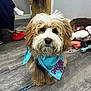 Teddy is registered to the contest to win money with this photo: dog, fluffy, bandana, blue, indoor, floor, toys, basket, pet, cute, leash, brown, white, fur, animal, companion, playful, domestic, portrait, standing