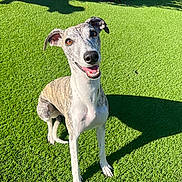 Dash is registered to the contest to win money with this photo: dog, canine, pet, sitting, grass, outdoor, sunlight, smiling, happy, brindle, ears, eyes, nose, shadow, nature, greenery, flower, garden, animal, portrait