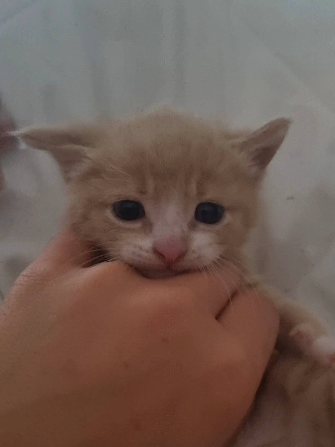 Quick a rejoint le concours — aidez-le/la à gagner de superbes lots ! carnivore, cat, claw, comfort, domestic_short_haired_cat, ear, fawn, felidae, finger, fur, gesture, hand, nail, paw, small_to_medium_sized_cats, snout, terrestrial_animal, thumb, whiskers