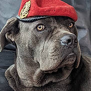 Tyskie participe au concours pour gagner de l'argent avec cette photo : alert, animal, black_background, brown_eyes, canine, closeup, dog, domestic_animal, ears, expression, face, fur, hat, headwear, indoor, looking_away, muzzle, pet, portrait, red_beret