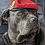 alert, animal, black_background, brown_eyes, canine, closeup, dog, domestic_animal, ears, expression, face, fur, hat, headwear, indoor, looking_away, muzzle, pet, portrait, red_beret
