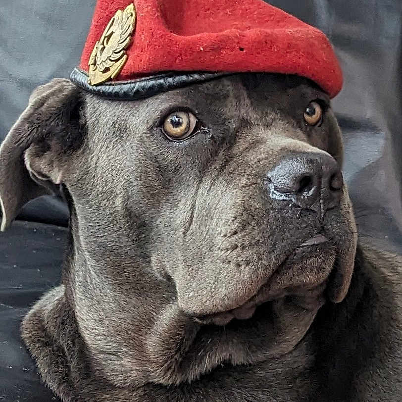 Tyskie participe au concours pour gagner de l'argent avec cette photo : alert, animal, black_background, brown_eyes, canine, closeup, dog, domestic_animal, ears, expression, face, fur, hat, headwear, indoor, looking_away, muzzle, pet, portrait, red_beret