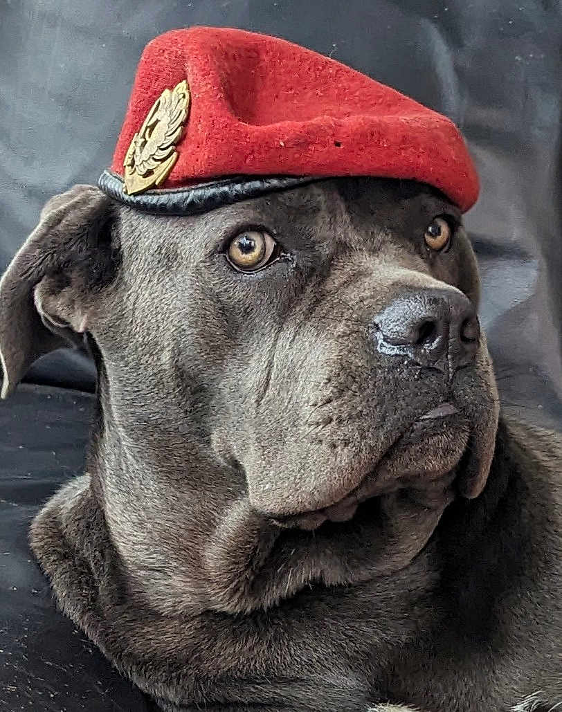 Tyskie participe au concours pour gagner de l'argent avec cette photo : alert, animal, black_background, brown_eyes, canine, closeup, dog, domestic_animal, ears, expression, face, fur, hat, headwear, indoor, looking_away, muzzle, pet, portrait, red_beret