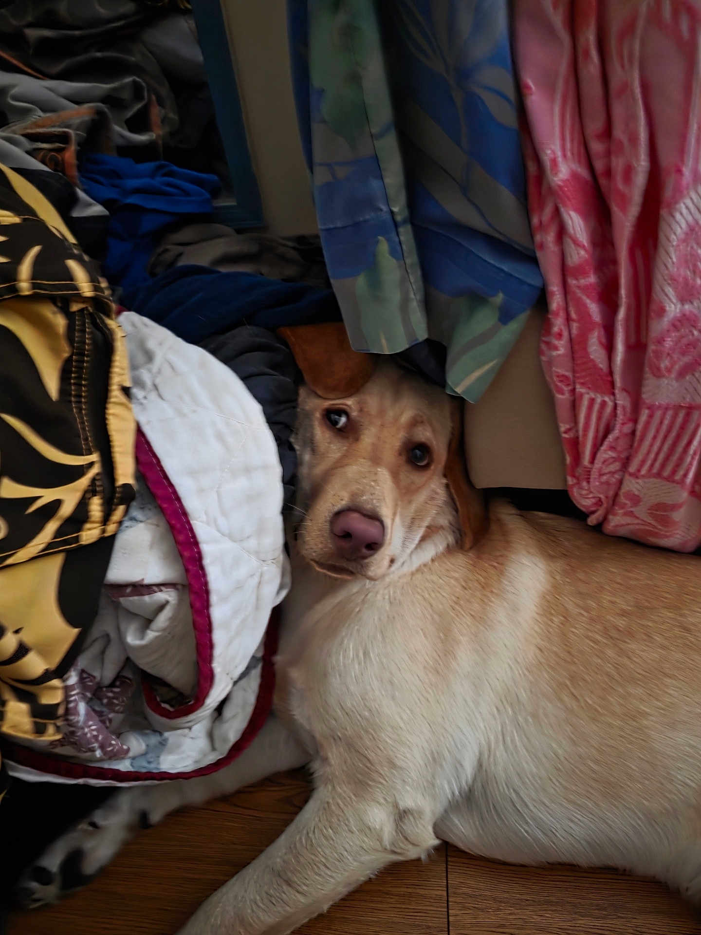 Biscuit is registered to the contest to win money with this photo: animal, blanket, brown, comfort, cozy, curious, cute, dog, fabric, floor, fur, home, indoor, lying_down, pattern, pet, resting, textile, white, wooden_floor