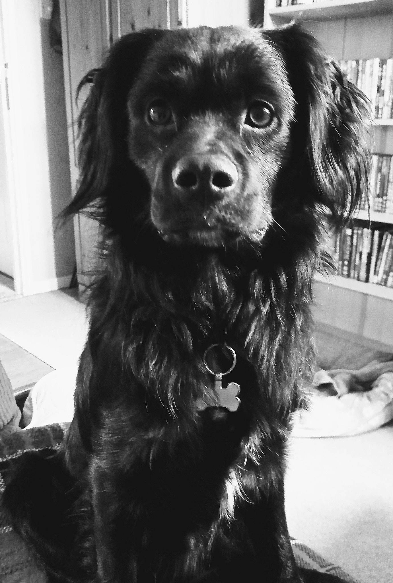 Finn is registered to the contest to win money with this photo: black, bookcase, canidae, carnivore, companion_dog, dog, dog_breed, eye, fur, hair, liver, monochrome, monochrome_photography, shelf, shelving, snout, sporting_group, style, whiskers, working_animal