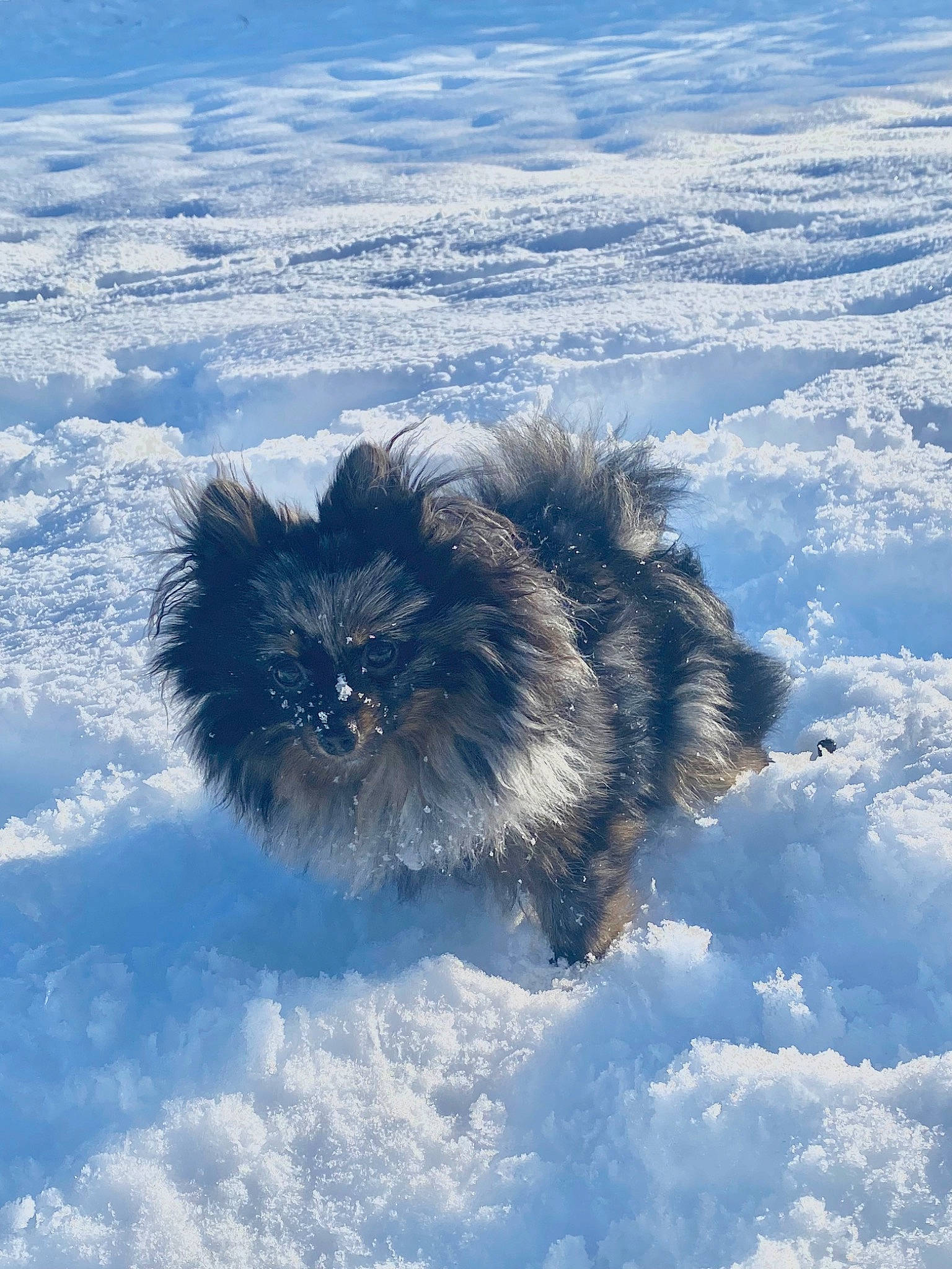 Maïko a rejoint le concours — aidez-le/la à gagner de superbes lots ! arctic, canidae, carnivore, cloud, cumulus, dog, dog_breed, electric_blue, freezing, frost, fur, natural_landscape, ocean, polar_ice_cap, sky, snow, sporting_group, water, wind_wave, winter
