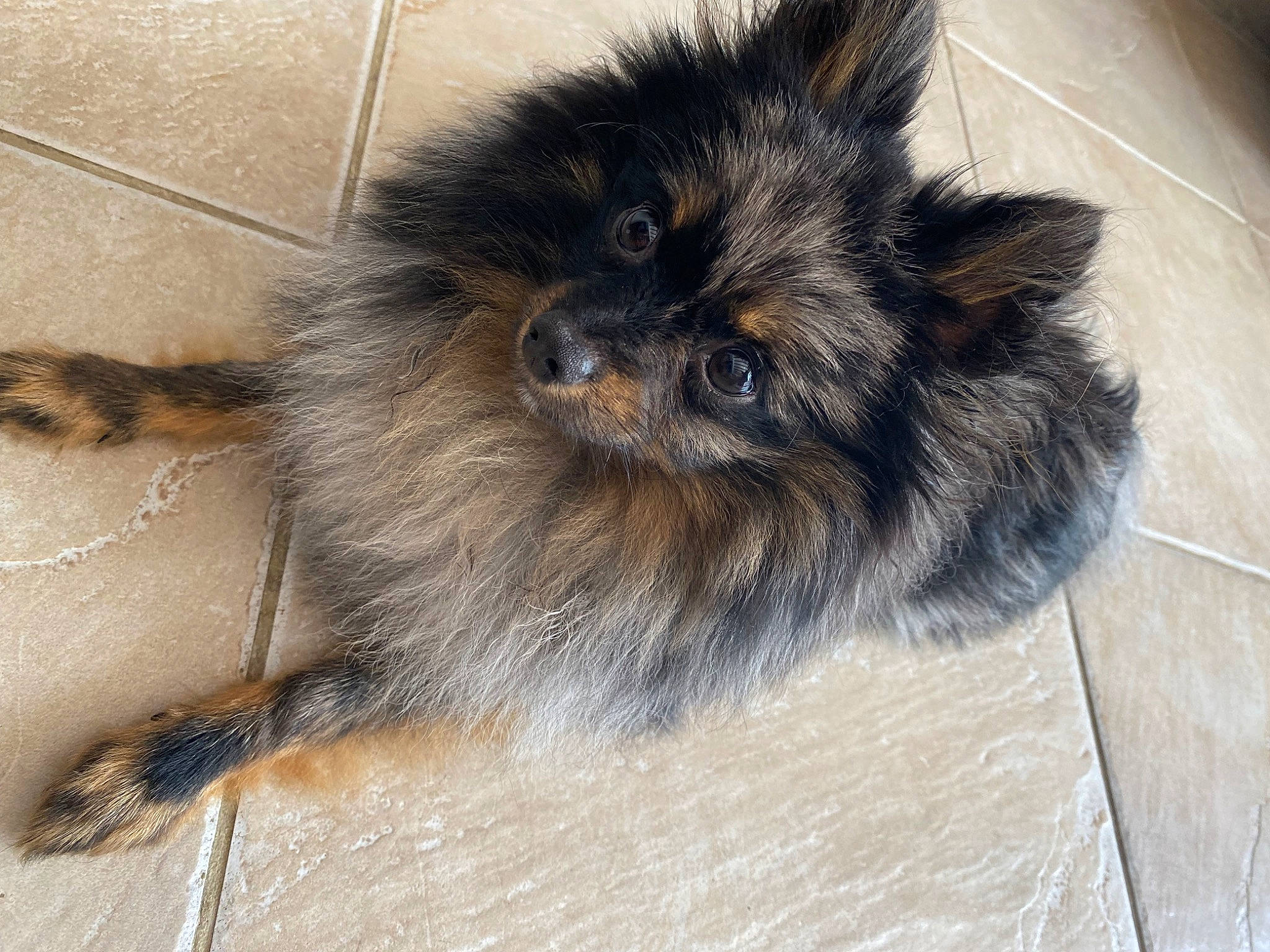 Maïko participe au concours pour gagner de l'argent avec cette photo : canidae, carnivore, claw, companion_dog, dog, dog_breed, flooring, fur, paw, snout, sporting_group, tail, terrestrial_animal, tile_flooring, toy_dog, whiskers, wood, working_animal