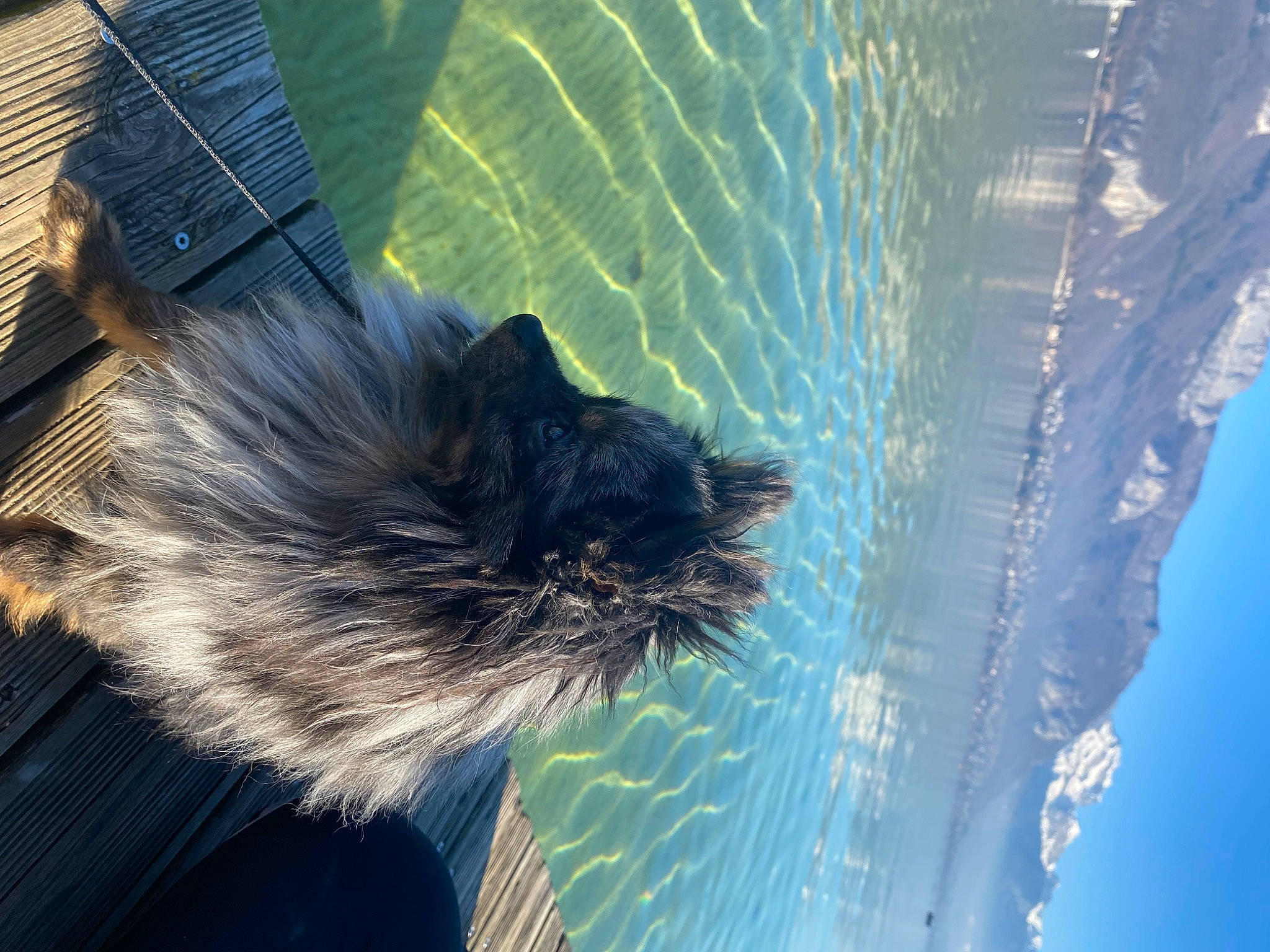 Maïko a rejoint le concours — aidez-le/la à gagner de superbes lots ! arecales, electric_blue, feather, felidae, fur, grass, leaf, organism, plant, sky, small_to_medium_sized_cats, snout, tail, tints_and_shades, tree, water, whiskers, wildlife, window, wing